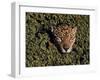 Jaguar Poking Its Head Through Plant Clogged Pool, Brazil-Dmitri Kessel-Framed Photographic Print