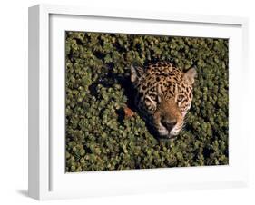 Jaguar Poking Its Head Through Plant Clogged Pool, Brazil-Dmitri Kessel-Framed Photographic Print