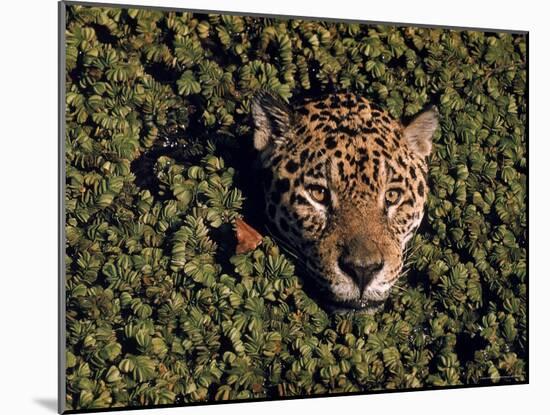 Jaguar Poking Its Head Through Plant Clogged Pool, Brazil-Dmitri Kessel-Mounted Photographic Print