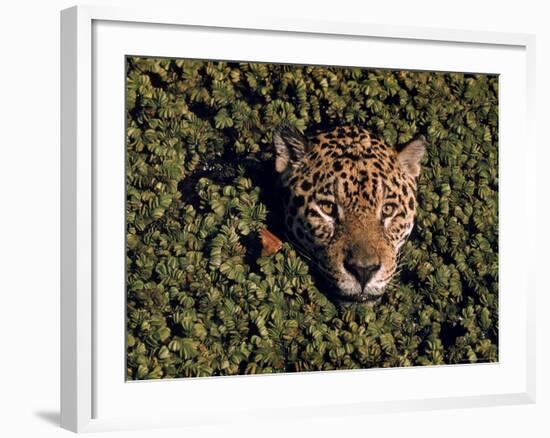 Jaguar Poking Its Head Through Plant Clogged Pool, Brazil-Dmitri Kessel-Framed Photographic Print