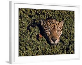 Jaguar Poking Its Head Through Plant Clogged Pool, Brazil-Dmitri Kessel-Framed Photographic Print