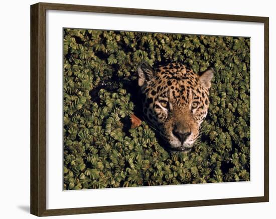 Jaguar Poking Its Head Through Plant Clogged Pool, Brazil-Dmitri Kessel-Framed Photographic Print