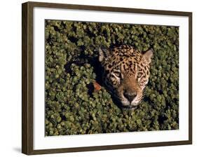 Jaguar Poking Its Head Through Plant Clogged Pool, Brazil-Dmitri Kessel-Framed Photographic Print