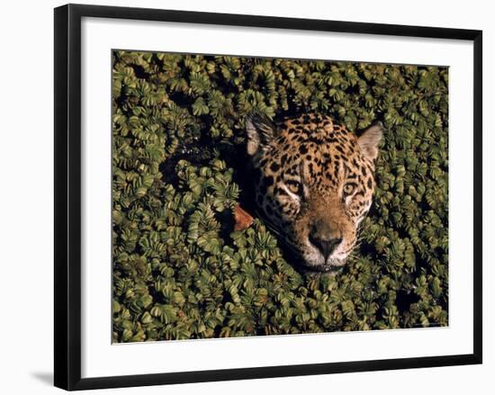 Jaguar Poking Its Head Through Plant Clogged Pool, Brazil-Dmitri Kessel-Framed Photographic Print