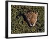 Jaguar Poking Its Head Through Plant Clogged Pool, Brazil-Dmitri Kessel-Framed Photographic Print