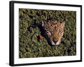 Jaguar Poking Its Head Through Plant Clogged Pool, Brazil-Dmitri Kessel-Framed Photographic Print