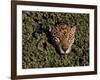 Jaguar Poking Its Head Through Plant Clogged Pool, Brazil-Dmitri Kessel-Framed Photographic Print