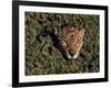 Jaguar Poking Its Head Through Plant Clogged Pool, Brazil-Dmitri Kessel-Framed Photographic Print
