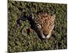 Jaguar Poking Its Head Through Plant Clogged Pool, Brazil-Dmitri Kessel-Mounted Photographic Print