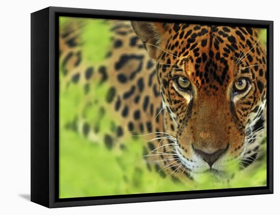 Jaguar Portrait, Costa Rica-Edwin Giesbers-Framed Stretched Canvas