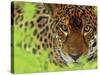 Jaguar Portrait, Costa Rica-Edwin Giesbers-Stretched Canvas