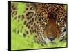 Jaguar Portrait, Costa Rica-Edwin Giesbers-Framed Stretched Canvas