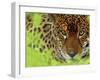 Jaguar Portrait, Costa Rica-Edwin Giesbers-Framed Premium Photographic Print