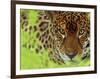 Jaguar Portrait, Costa Rica-Edwin Giesbers-Framed Premium Photographic Print