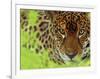 Jaguar Portrait, Costa Rica-Edwin Giesbers-Framed Premium Photographic Print