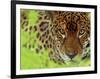 Jaguar Portrait, Costa Rica-Edwin Giesbers-Framed Premium Photographic Print