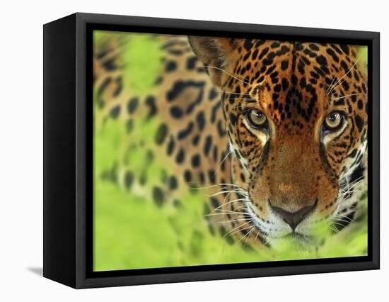 Jaguar Portrait, Costa Rica-Edwin Giesbers-Framed Stretched Canvas