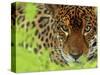 Jaguar Portrait, Costa Rica-Edwin Giesbers-Stretched Canvas