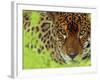 Jaguar Portrait, Costa Rica-Edwin Giesbers-Framed Photographic Print