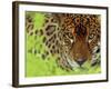 Jaguar Portrait, Costa Rica-Edwin Giesbers-Framed Photographic Print