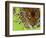 Jaguar Portrait, Costa Rica-Edwin Giesbers-Framed Photographic Print