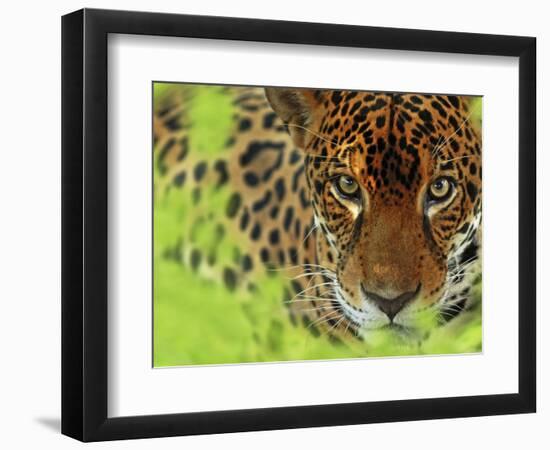 Jaguar Portrait, Costa Rica-Edwin Giesbers-Framed Photographic Print