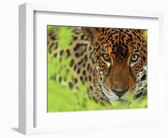 Jaguar Portrait, Costa Rica-Edwin Giesbers-Framed Photographic Print