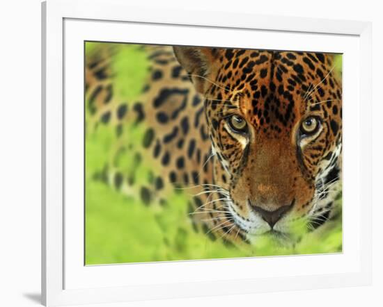 Jaguar Portrait, Costa Rica-Edwin Giesbers-Framed Photographic Print