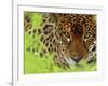 Jaguar Portrait, Costa Rica-Edwin Giesbers-Framed Photographic Print