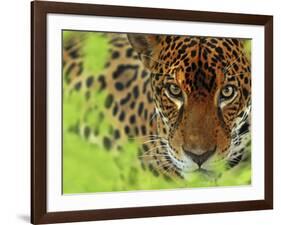 Jaguar Portrait, Costa Rica-Edwin Giesbers-Framed Photographic Print