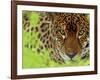 Jaguar Portrait, Costa Rica-Edwin Giesbers-Framed Photographic Print