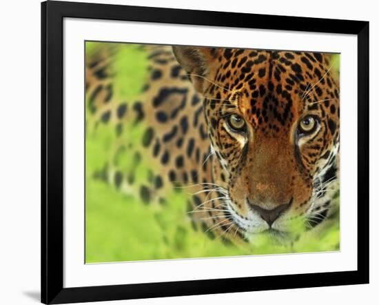 Jaguar Portrait, Costa Rica-Edwin Giesbers-Framed Photographic Print