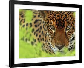 Jaguar Portrait, Costa Rica-Edwin Giesbers-Framed Photographic Print