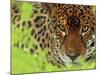 Jaguar Portrait, Costa Rica-Edwin Giesbers-Mounted Photographic Print