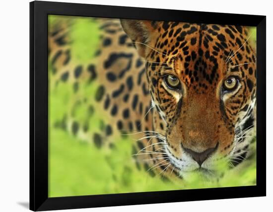 Jaguar Portrait, Costa Rica-Edwin Giesbers-Framed Photographic Print