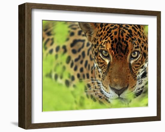 Jaguar Portrait, Costa Rica-Edwin Giesbers-Framed Photographic Print