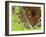 Jaguar Portrait, Costa Rica-Edwin Giesbers-Framed Photographic Print