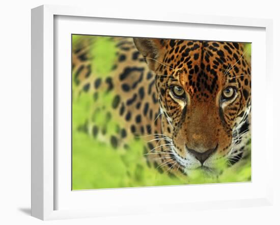 Jaguar Portrait, Costa Rica-Edwin Giesbers-Framed Photographic Print