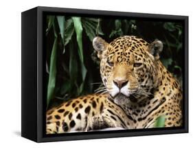 Jaguar Portrait, South America-Pete Oxford-Framed Stretched Canvas
