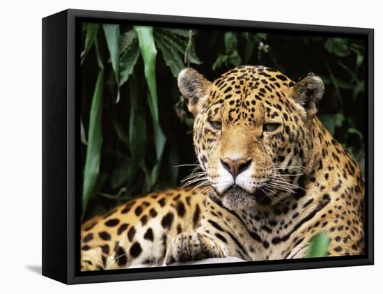 Jaguar Portrait, South America-Pete Oxford-Framed Stretched Canvas