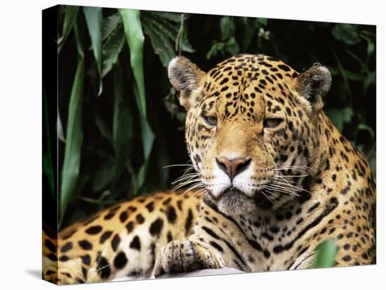 Jaguar Portrait, South America-Pete Oxford-Stretched Canvas
