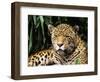 Jaguar Portrait, South America-Pete Oxford-Framed Premium Photographic Print