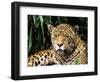 Jaguar Portrait, South America-Pete Oxford-Framed Premium Photographic Print