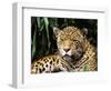 Jaguar Portrait, South America-Pete Oxford-Framed Premium Photographic Print