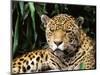 Jaguar Portrait, South America-Pete Oxford-Mounted Premium Photographic Print