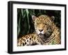 Jaguar Portrait, South America-Pete Oxford-Framed Premium Photographic Print