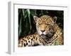 Jaguar Portrait, South America-Pete Oxford-Framed Premium Photographic Print