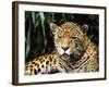 Jaguar Portrait, South America-Pete Oxford-Framed Photographic Print