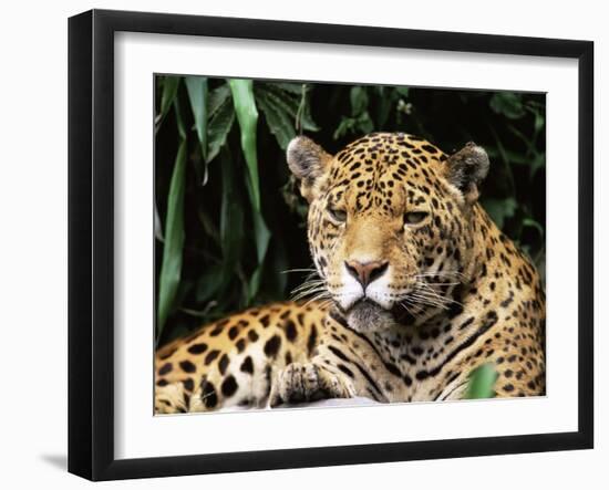 Jaguar Portrait, South America-Pete Oxford-Framed Photographic Print
