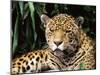 Jaguar Portrait, South America-Pete Oxford-Mounted Photographic Print